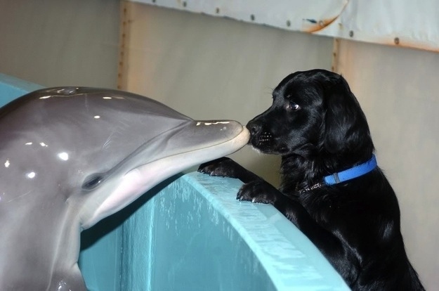 beijo entre cachorro e golfinho