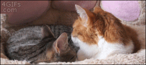 beijo recusado entre gatos